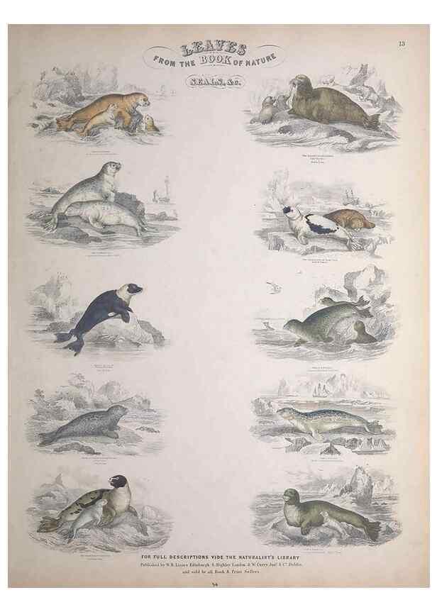 Reproducción/Reproduction 49748838648: Leaves from the book of nature,. Edinburgh :W.H. Lizars;[184-?]. 