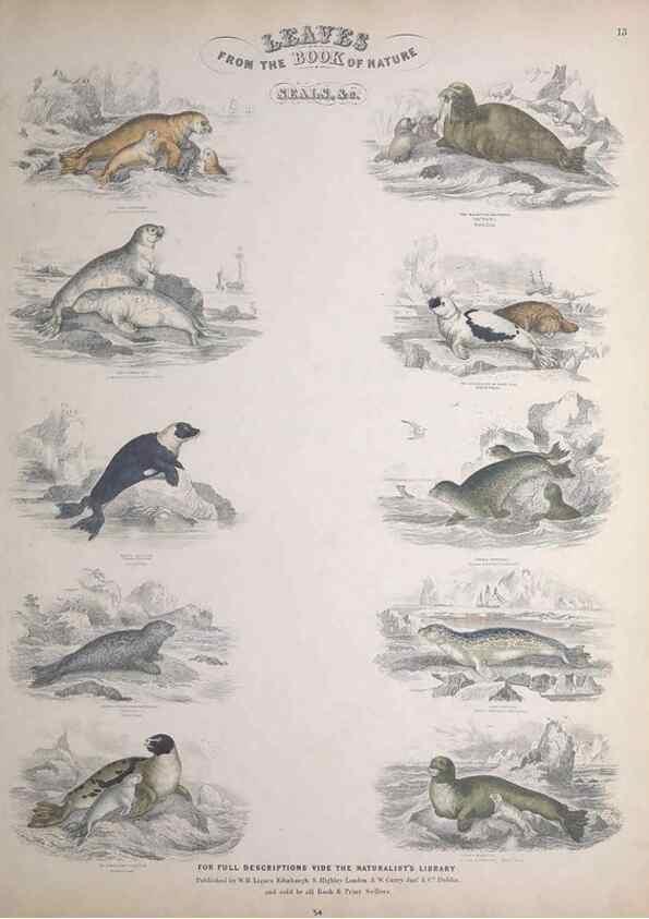 Reproducción/Reproduction 49748838648: Leaves from the book of nature,. Edinburgh :W.H. Lizars;[184-?]. 