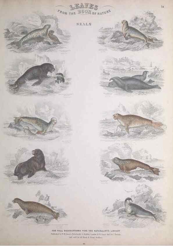 Reproducción/Reproduction 49749709657: Leaves from the book of nature,. Edinburgh :W.H. Lizars;[184-?]. 
