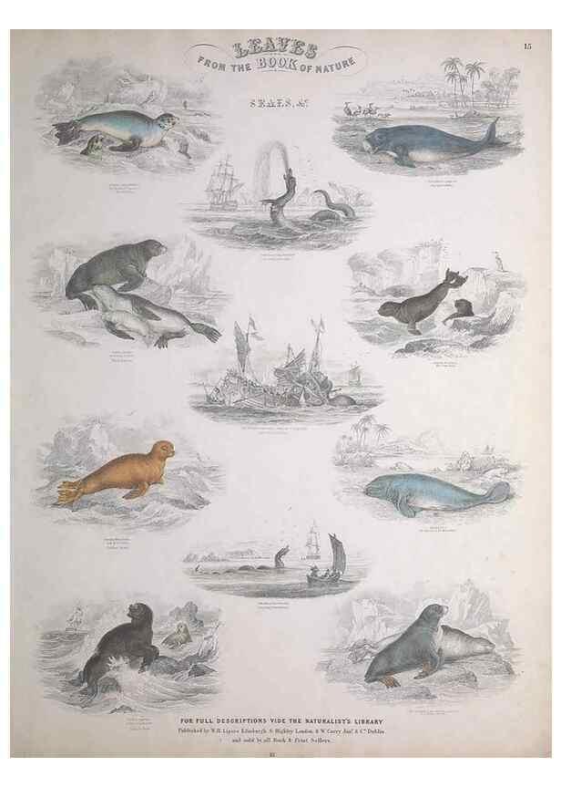 Reproducción/Reproduction 49749709887: Leaves from the book of nature,. Edinburgh :W.H. Lizars;[184-?]. 
