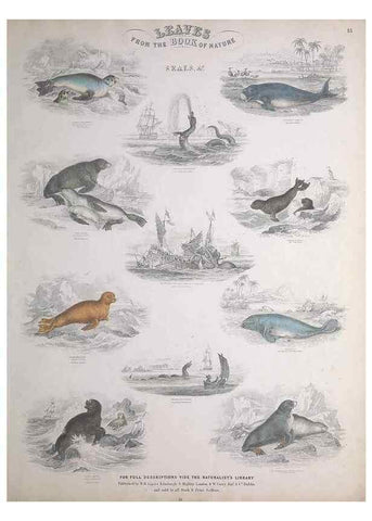 Reproducción/Reproduction 49749709887: Leaves from the book of nature,. Edinburgh :W.H. Lizars;[184-?]. 