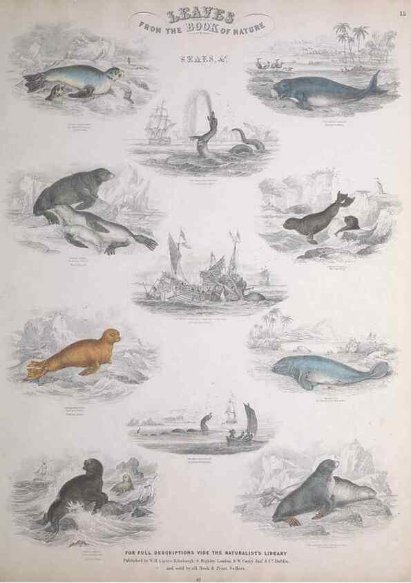 Reproducción/Reproduction 49749709887: Leaves from the book of nature,. Edinburgh :W.H. Lizars;[184-?]. 