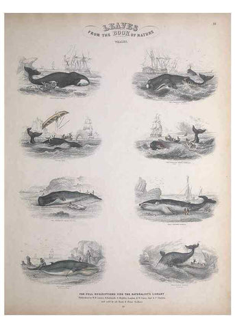 Reproducción/Reproduction 49749381696: Leaves from the book of nature,. Edinburgh :W.H. Lizars;[184-?]. 