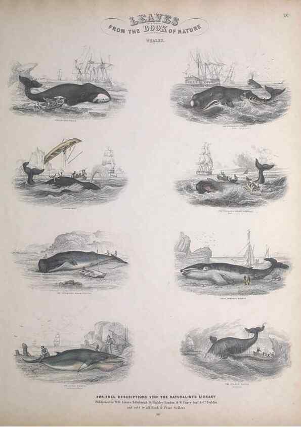Reproducción/Reproduction 49749381696: Leaves from the book of nature,. Edinburgh :W.H. Lizars;[184-?]. 