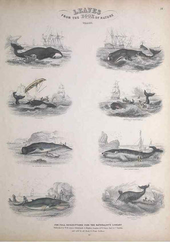 Reproducción/Reproduction 49749381696: Leaves from the book of nature,. Edinburgh :W.H. Lizars;[184-?]. 