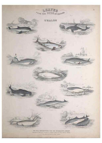Reproducción/Reproduction 49748839523: Leaves from the book of nature,. Edinburgh :W.H. Lizars;[184-?]. 