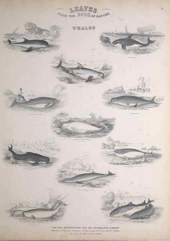 Reproducción/Reproduction 49748839523: Leaves from the book of nature,. Edinburgh :W.H. Lizars;[184-?]. 