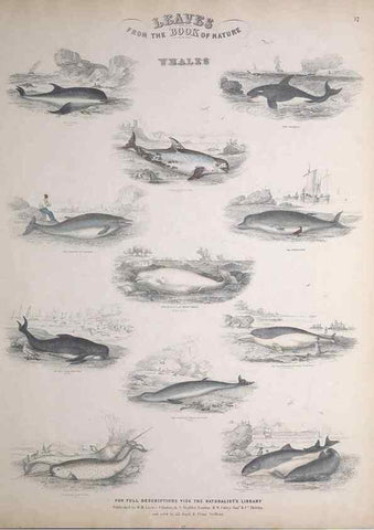 Reproducción/Reproduction 49748839523: Leaves from the book of nature,. Edinburgh :W.H. Lizars;[184-?]. 