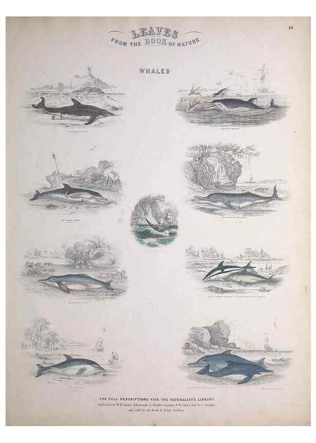 Reproducción/Reproduction 49748839708: Leaves from the book of nature,. Edinburgh :W.H. Lizars;[184-?]. 