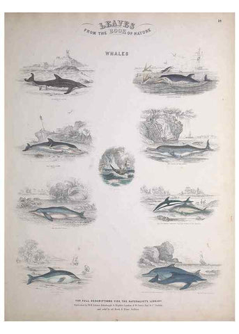 Reproducción/Reproduction 49748839708: Leaves from the book of nature,. Edinburgh :W.H. Lizars;[184-?]. 