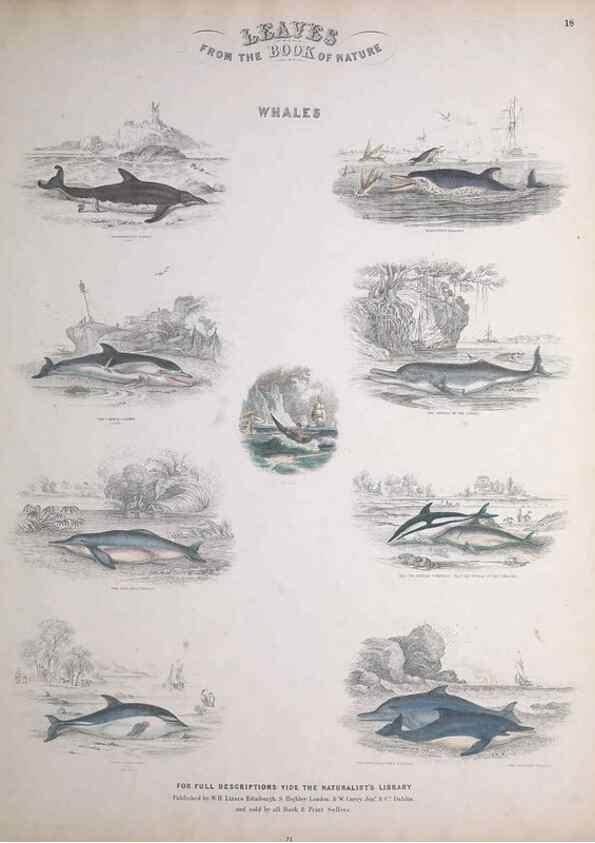 Reproducción/Reproduction 49748839708: Leaves from the book of nature,. Edinburgh :W.H. Lizars;[184-?]. 