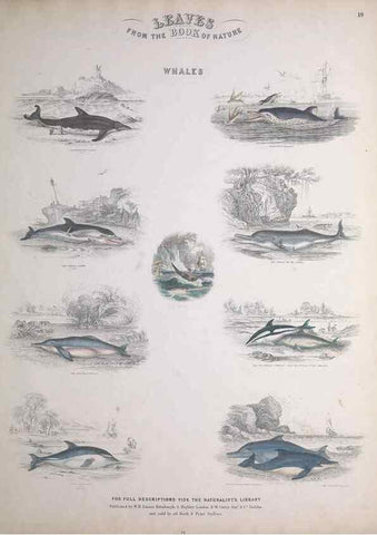Reproducción/Reproduction 49748839708: Leaves from the book of nature,. Edinburgh :W.H. Lizars;[184-?]. 