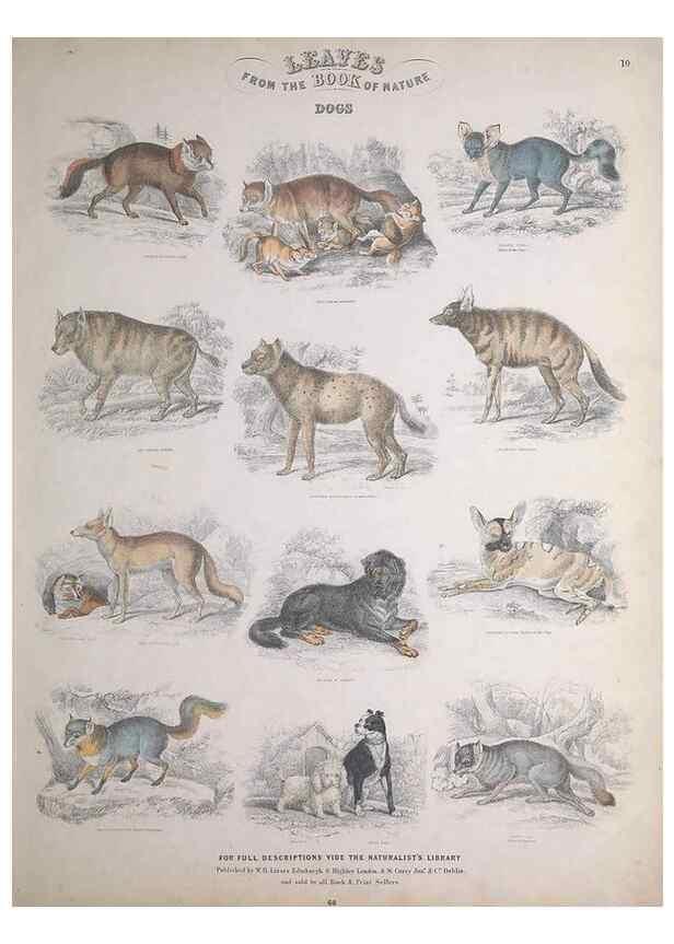 Reproducción/Reproduction 49749380306: Leaves from the book of nature,. Edinburgh :W.H. Lizars;[184-?]. 
