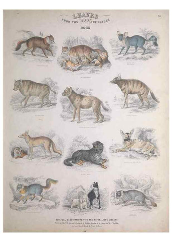 Reproducción/Reproduction 49749380306: Leaves from the book of nature,. Edinburgh :W.H. Lizars;[184-?]. 
