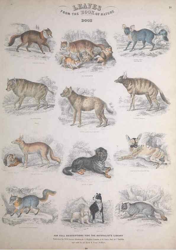 Reproducción/Reproduction 49749380306: Leaves from the book of nature,. Edinburgh :W.H. Lizars;[184-?]. 
