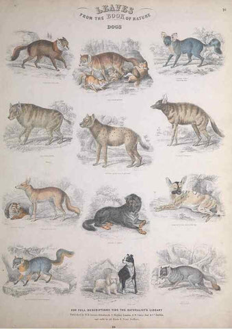 Reproducción/Reproduction 49749380306: Leaves from the book of nature,. Edinburgh :W.H. Lizars;[184-?]. 
