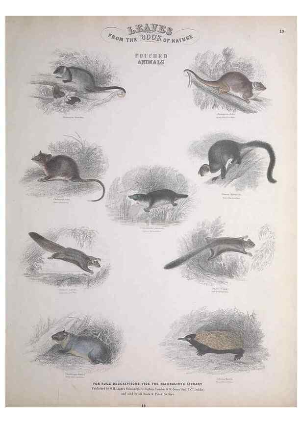 Reproducción/Reproduction 49749710737: Leaves from the book of nature,. Edinburgh :W.H. Lizars;[184-?]. 