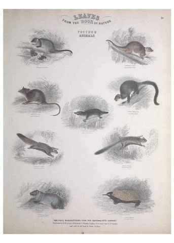 Reproducción/Reproduction 49749710737: Leaves from the book of nature,. Edinburgh :W.H. Lizars;[184-?]. 