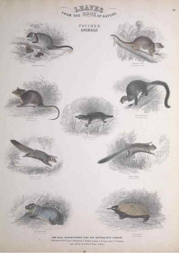 Reproducción/Reproduction 49749710737: Leaves from the book of nature,. Edinburgh :W.H. Lizars;[184-?]. 