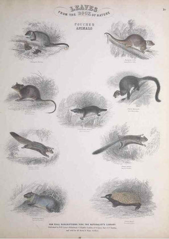 Reproducción/Reproduction 49749710737: Leaves from the book of nature,. Edinburgh :W.H. Lizars;[184-?]. 