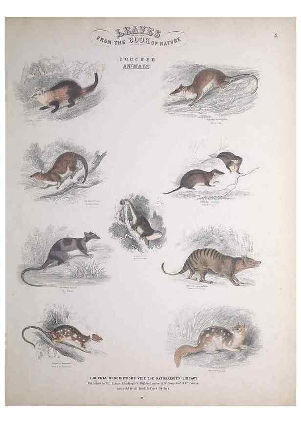 Reproducción/Reproduction 49748840333: Leaves from the book of nature,. Edinburgh :W.H. Lizars;[184-?]. 