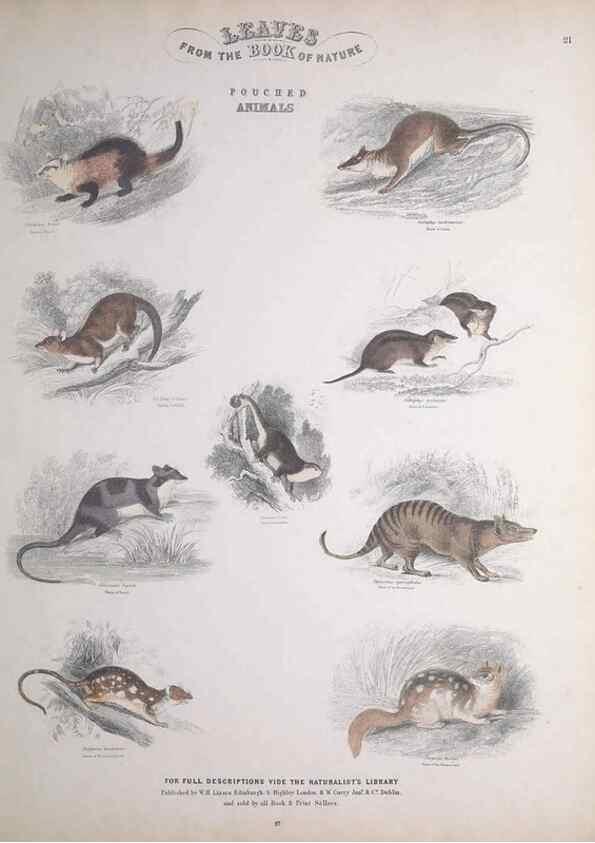 Reproducción/Reproduction 49748840333: Leaves from the book of nature,. Edinburgh :W.H. Lizars;[184-?]. 