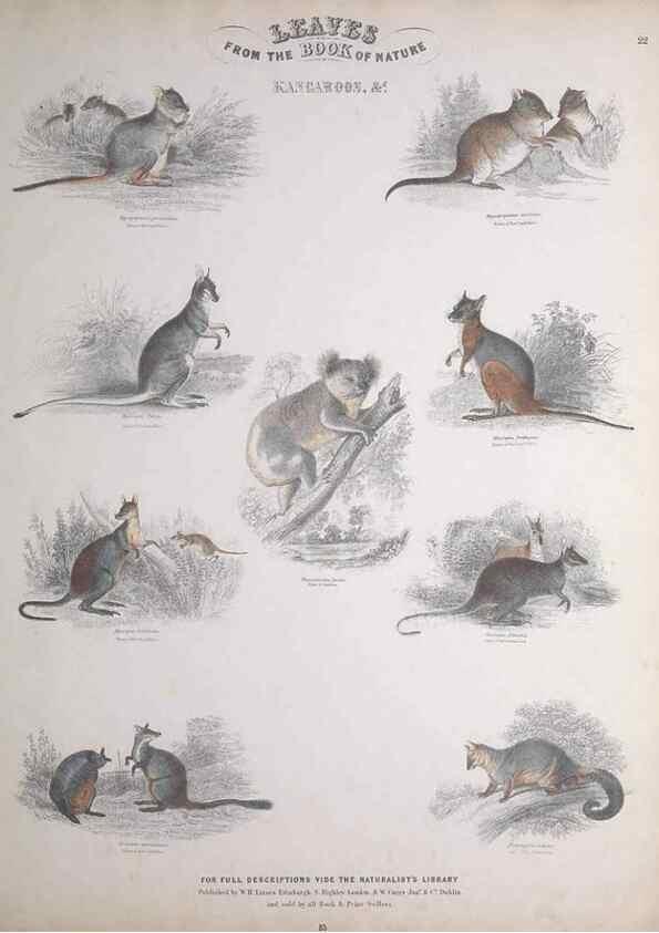 Reproducción/Reproduction 49749382906: Leaves from the book of nature,. Edinburgh :W.H. Lizars;[184-?]. 