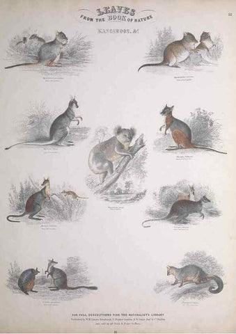 Reproducción/Reproduction 49749382906: Leaves from the book of nature,. Edinburgh :W.H. Lizars;[184-?]. 