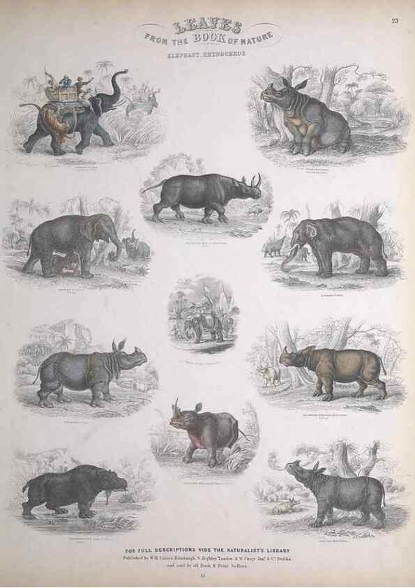 Reproducción/Reproduction 49748840788: Leaves from the book of nature,. Edinburgh :W.H. Lizars;[184-?]. 