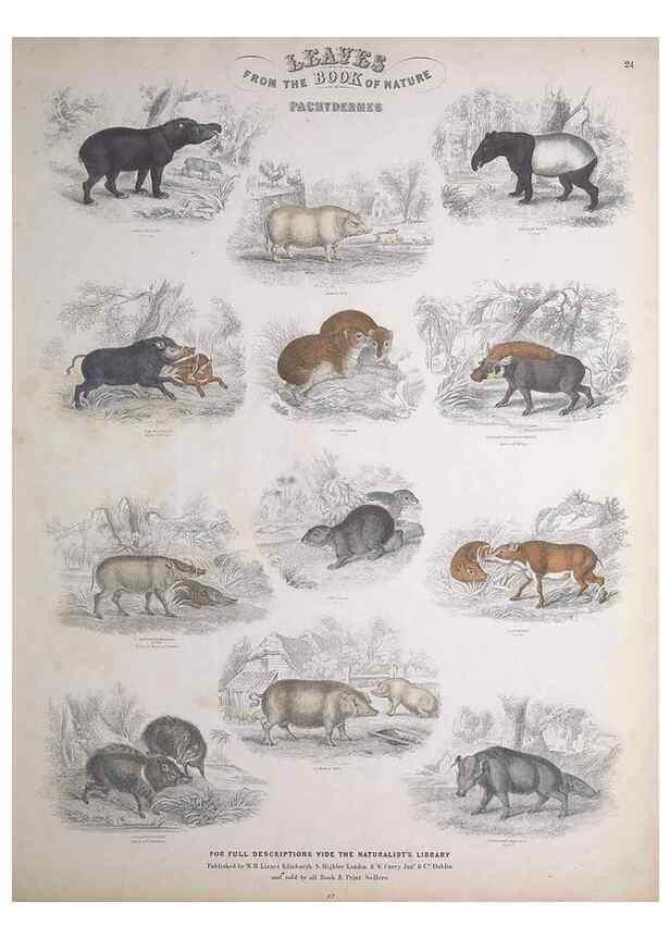 Reproducción/Reproduction 49749711792: Leaves from the book of nature,. Edinburgh :W.H. Lizars;[184-?]. 