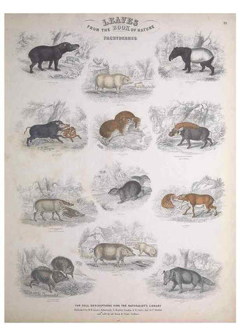 Reproducción/Reproduction 49749711792: Leaves from the book of nature,. Edinburgh :W.H. Lizars;[184-?]. 