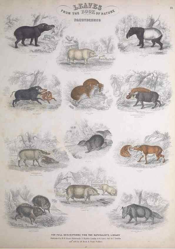 Reproducción/Reproduction 49749711792: Leaves from the book of nature,. Edinburgh :W.H. Lizars;[184-?]. 