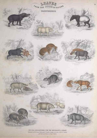 Reproducción/Reproduction 49749711792: Leaves from the book of nature,. Edinburgh :W.H. Lizars;[184-?]. 