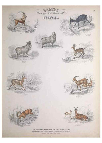 Reproducción/Reproduction 49748841213: Leaves from the book of nature,. Edinburgh :W.H. Lizars;[184-?]. 