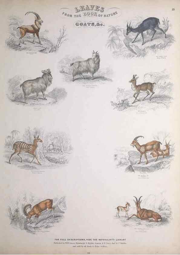 Reproducción/Reproduction 49748841213: Leaves from the book of nature,. Edinburgh :W.H. Lizars;[184-?]. 