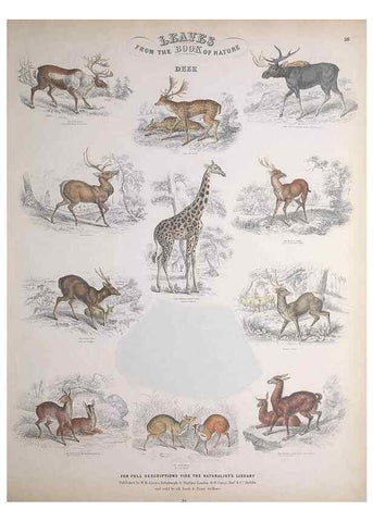 Reproducción/Reproduction 49748841448: Leaves from the book of nature,. Edinburgh :W.H. Lizars;[184-?]. 