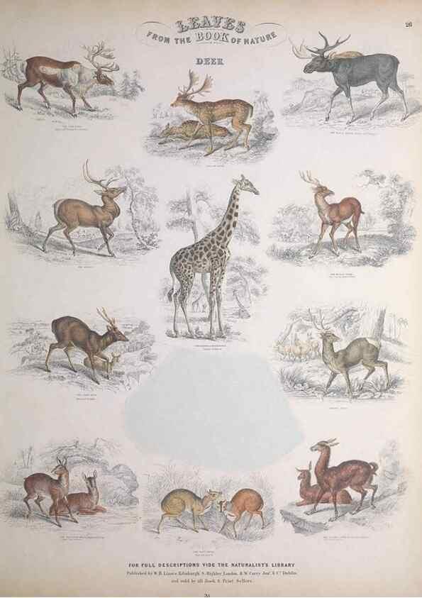 Reproducción/Reproduction 49748841448: Leaves from the book of nature,. Edinburgh :W.H. Lizars;[184-?]. 
