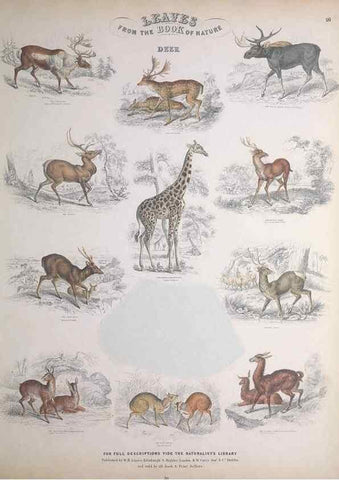 Reproducción/Reproduction 49748841448: Leaves from the book of nature,. Edinburgh :W.H. Lizars;[184-?]. 