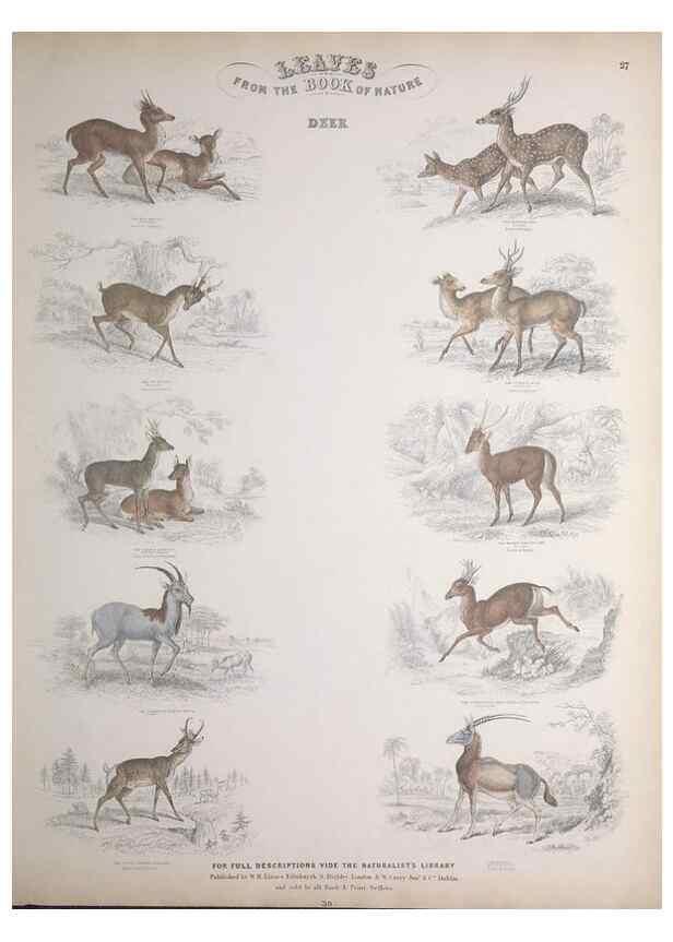 Reproducción/Reproduction 49749712437: Leaves from the book of nature,. Edinburgh :W.H. Lizars;[184-?]. 