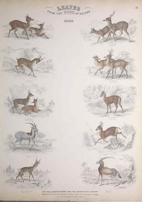 Reproducción/Reproduction 49749712437: Leaves from the book of nature,. Edinburgh :W.H. Lizars;[184-?]. 
