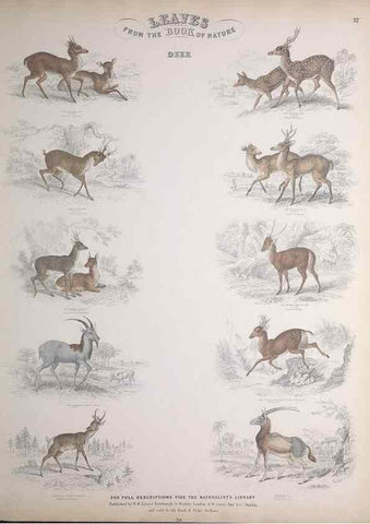 Reproducción/Reproduction 49749712437: Leaves from the book of nature,. Edinburgh :W.H. Lizars;[184-?]. 
