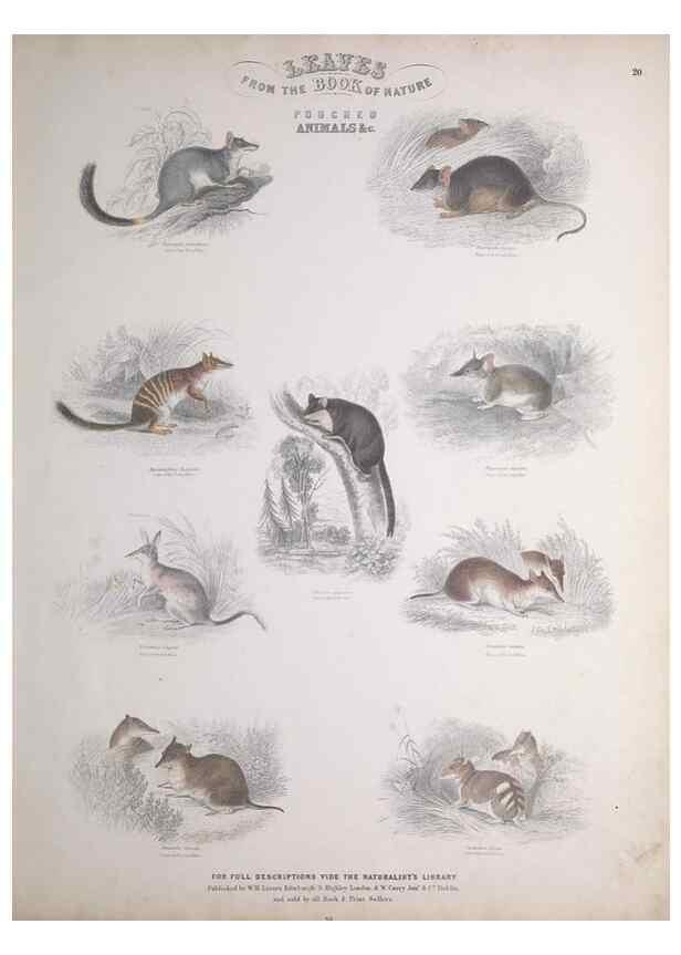 Reproducción/Reproduction 49749710947: Leaves from the book of nature,. Edinburgh :W.H. Lizars;[184-?]. 