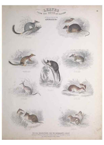 Reproducción/Reproduction 49749710947: Leaves from the book of nature,. Edinburgh :W.H. Lizars;[184-?]. 