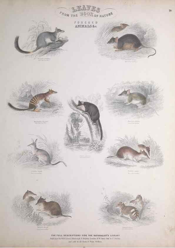 Reproducción/Reproduction 49749710947: Leaves from the book of nature,. Edinburgh :W.H. Lizars;[184-?]. 