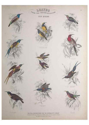 Reproducción/Reproduction 49749716152: Leaves from the book of nature,. Edinburgh :W.H. Lizars;[184-?]. 