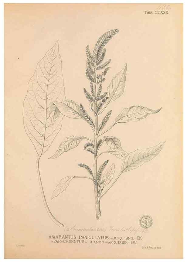 Reproducción/Reproduction 49747226281: Flora de Filipinas,. Manila,Estab. tip. de Plana y ca.,1877-83.. 