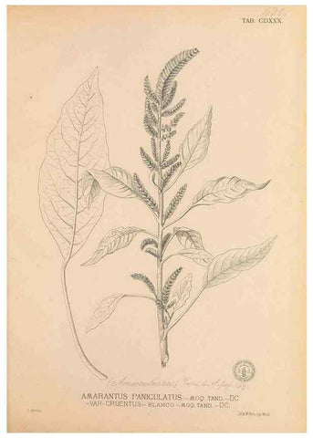 Reproducción/Reproduction 49747226281: Flora de Filipinas,. Manila,Estab. tip. de Plana y ca.,1877-83.. 