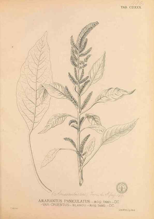 Reproducción/Reproduction 49747226281: Flora de Filipinas,. Manila,Estab. tip. de Plana y ca.,1877-83.. 