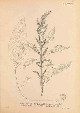Reproducción/Reproduction 49747226281: Flora de Filipinas,. Manila,Estab. tip. de Plana y ca.,1877-83.. 