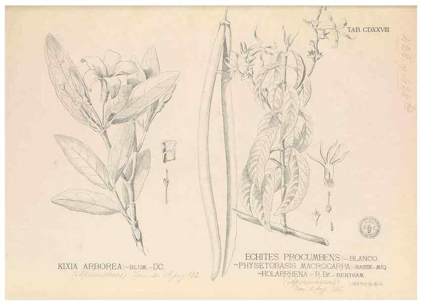 Reproducción/Reproduction 49747552712: Flora de Filipinas,. Manila,Estab. tip. de Plana y ca.,1877-83.. 